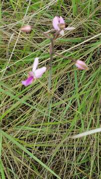 Image of Eulophia livingstoneana (Rchb. fil.) Summerh.