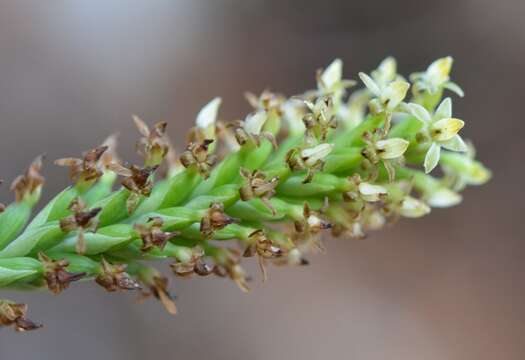 Image of Galeoglossum tubulosum (Lindl.) Salazar & Soto Arenas