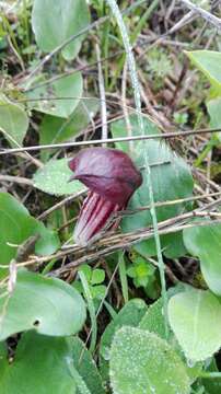 Arisarum simorrhinum Durieu的圖片