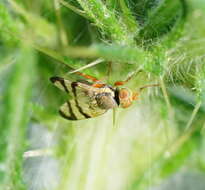 Image of Urophora stylata (Fabricius 1775)