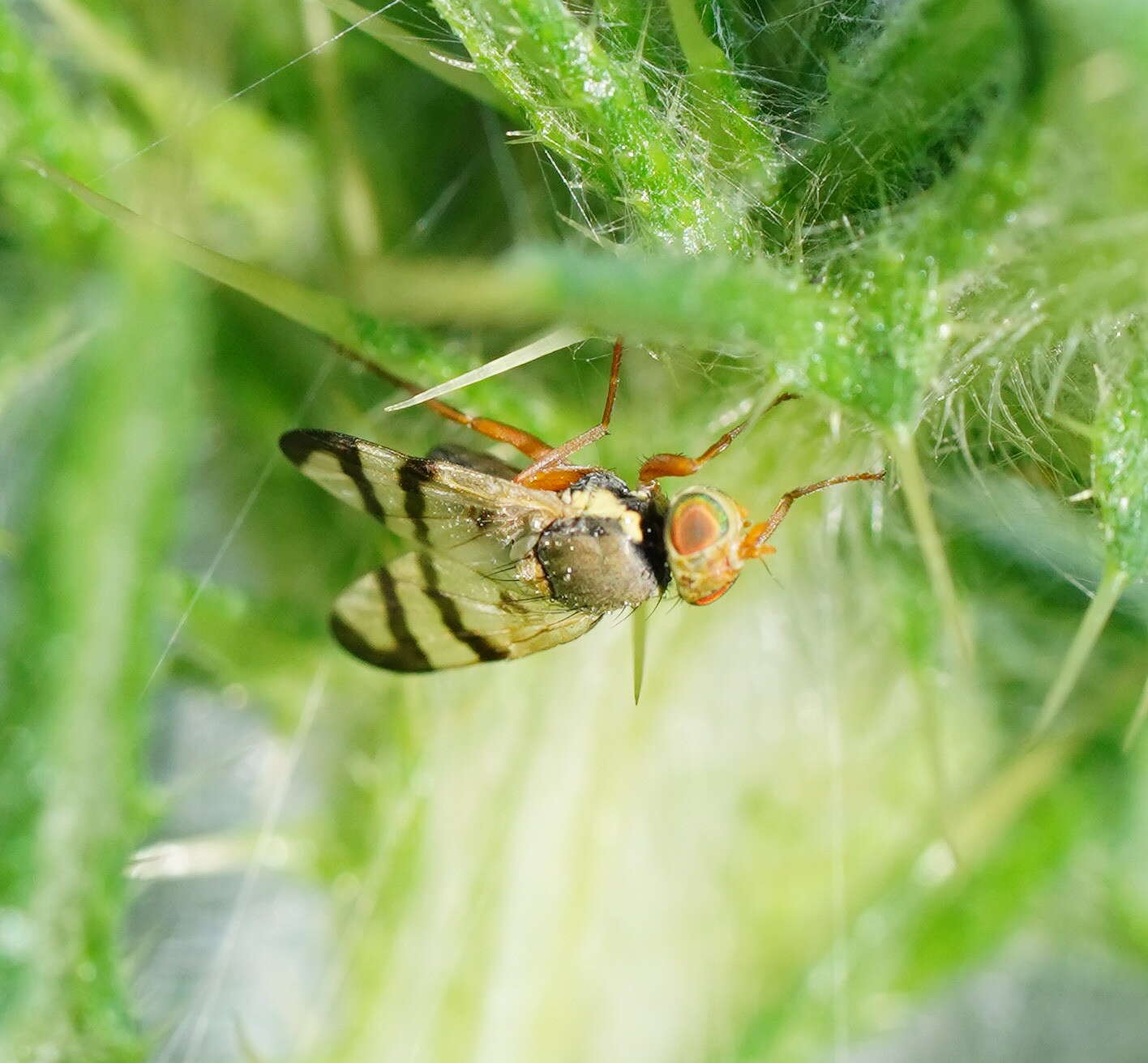 Image of Urophora stylata (Fabricius 1775)