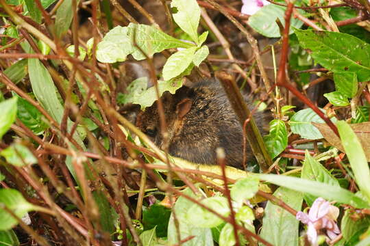 Sylvilagus gabbi (J. A. Allen 1877) resmi