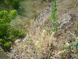 Image of Sideritis montana subsp. montana