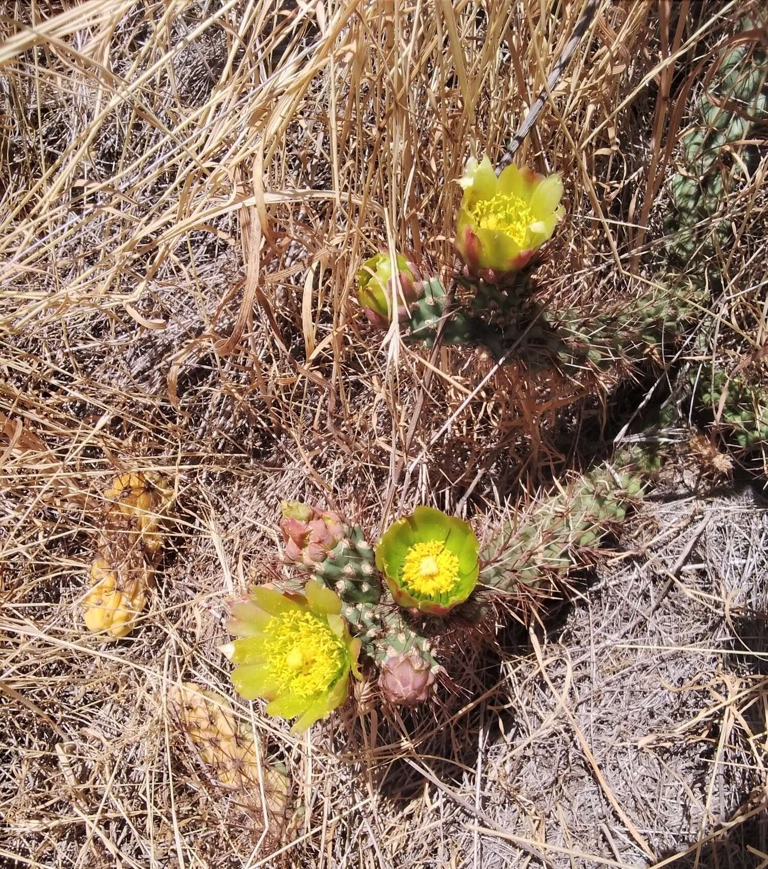 Image of California pricklypear