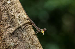 Image of Asian Gliding Lizard