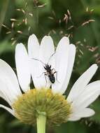 Ligyrocoris sylvestris Linnaeus & C. 1758 resmi