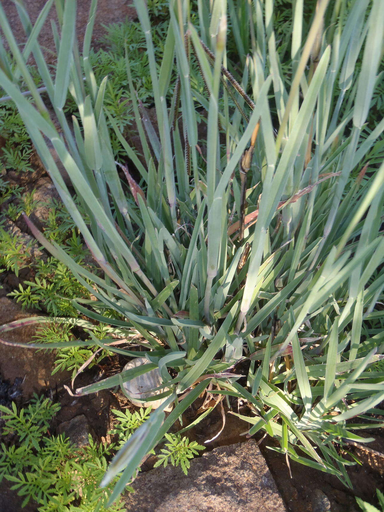 Image of Fan grass