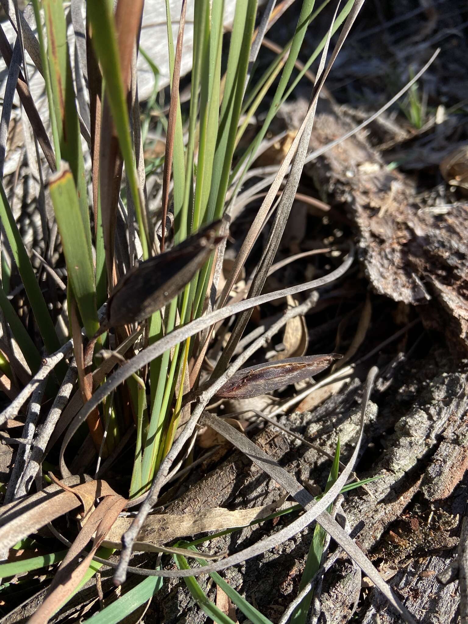 Image of Patersonia sericea var. longifolia (R. Br.) C. Moore & Betche