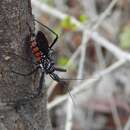 Image of Rhynocoris albopunctatus (Stål 1855)