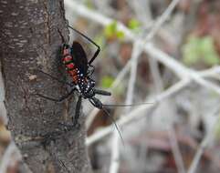 Plancia ëd Rhynocoris albopunctatus (Stål 1855)