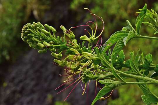 Image of Cleome anomala Kunth