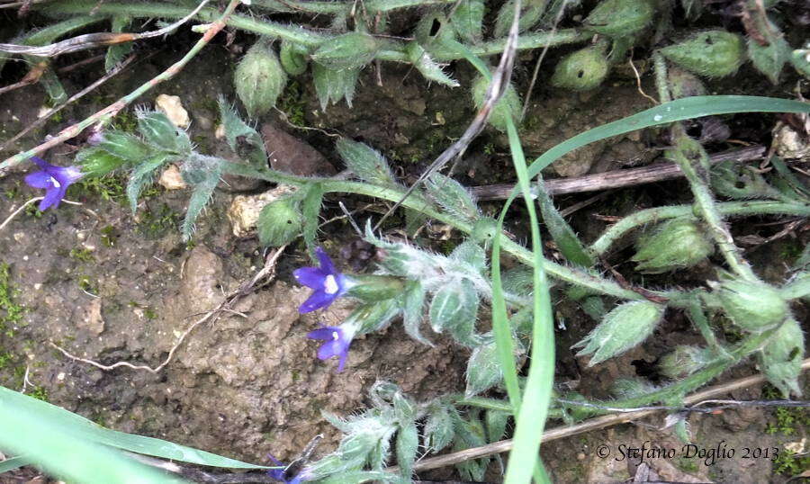 Anchusa hybrida Ten.的圖片