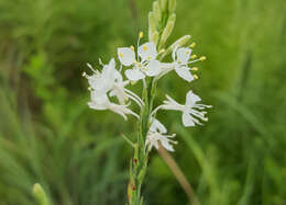 Image of false gaura