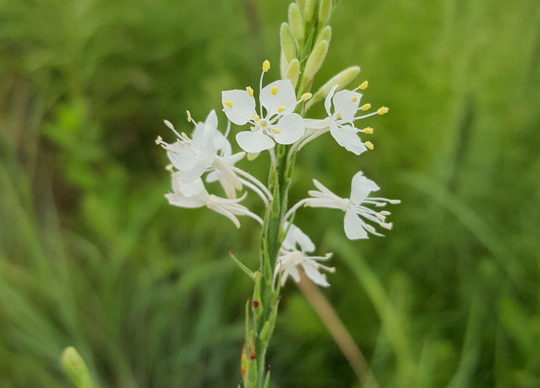 Image of false gaura