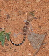 Image of Jerdon’s Gecko