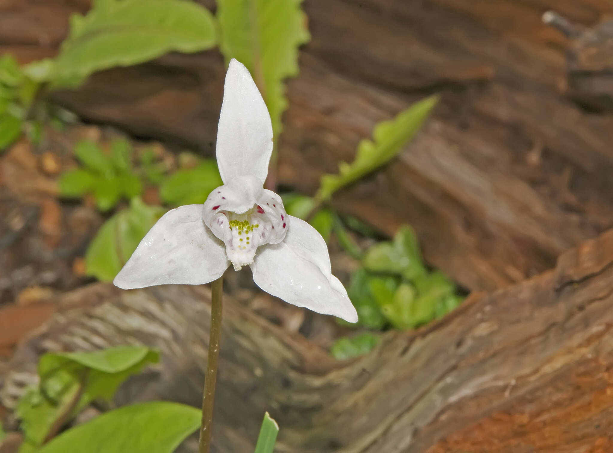 Image de Codonorchis