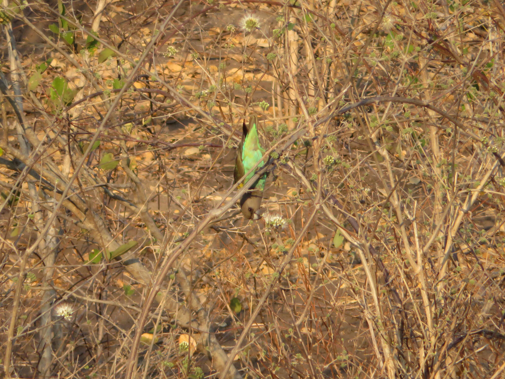 Image of Brown Parrot