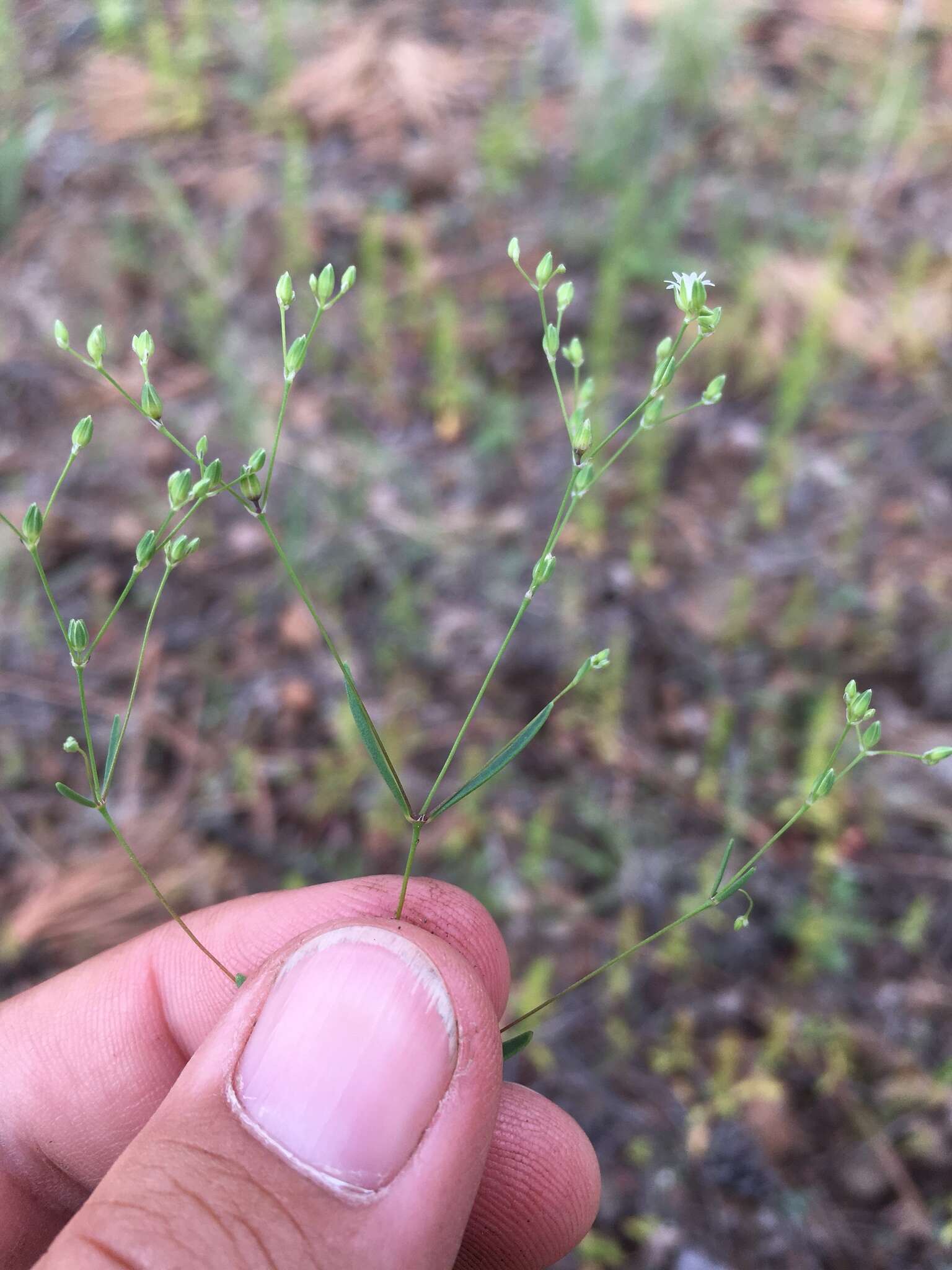 Drymaria leptophylla (Cham. & Schltdl.) Fenzl ex Rohrb. resmi