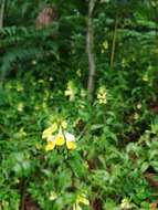 Image of Melampyrum pratense subsp. commutatum (Tausch ex A. Kern.) C. E. Britton