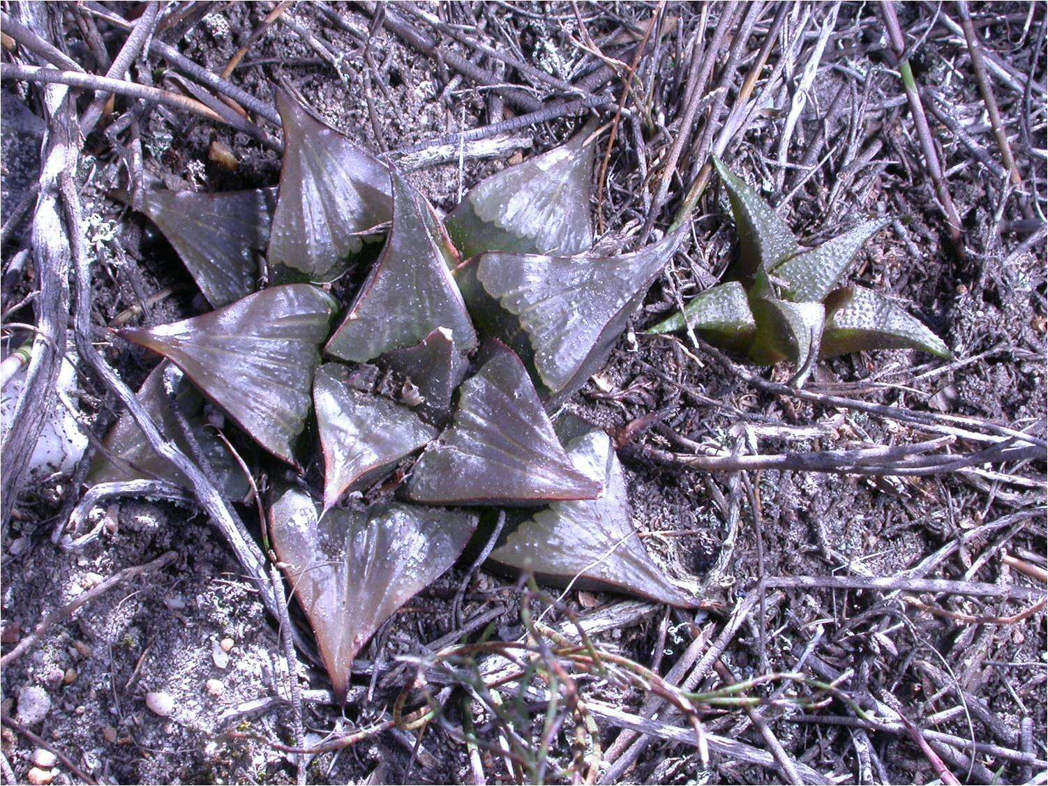 Image of Haworthia mirabilis var. badia (Poelln.) M. B. Bayer