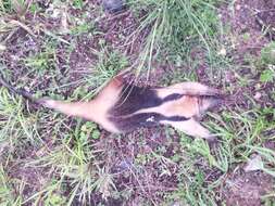 Image of Northern Tamandua