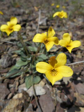 Image of Goosefoot Violet