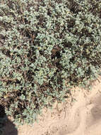 Image of silver bur ragweed