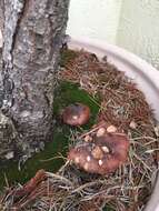 Image of Tricholoma fracticum (Britzelm.) Kreisel 1984