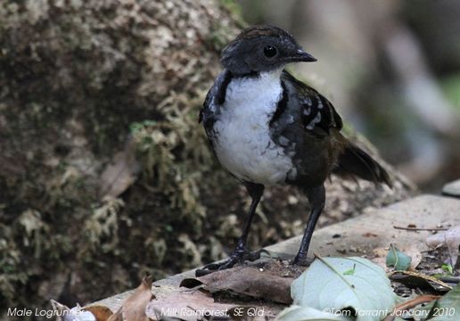 Image of Australian Logrunner