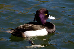 Image of Tufted Duck