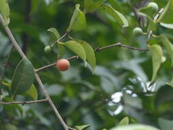 Image of Salacia chinensis L.