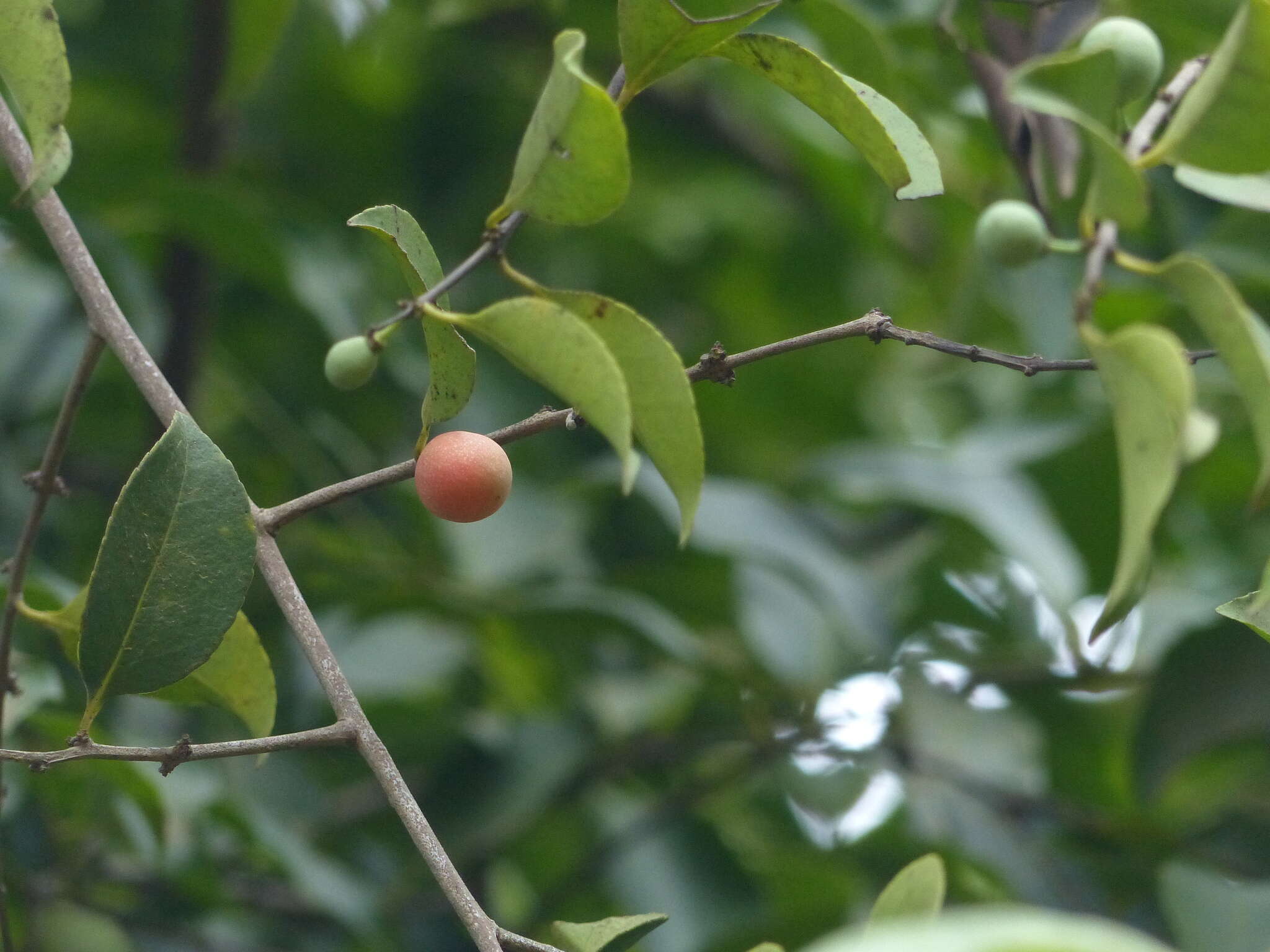 Image of Salacia chinensis L.