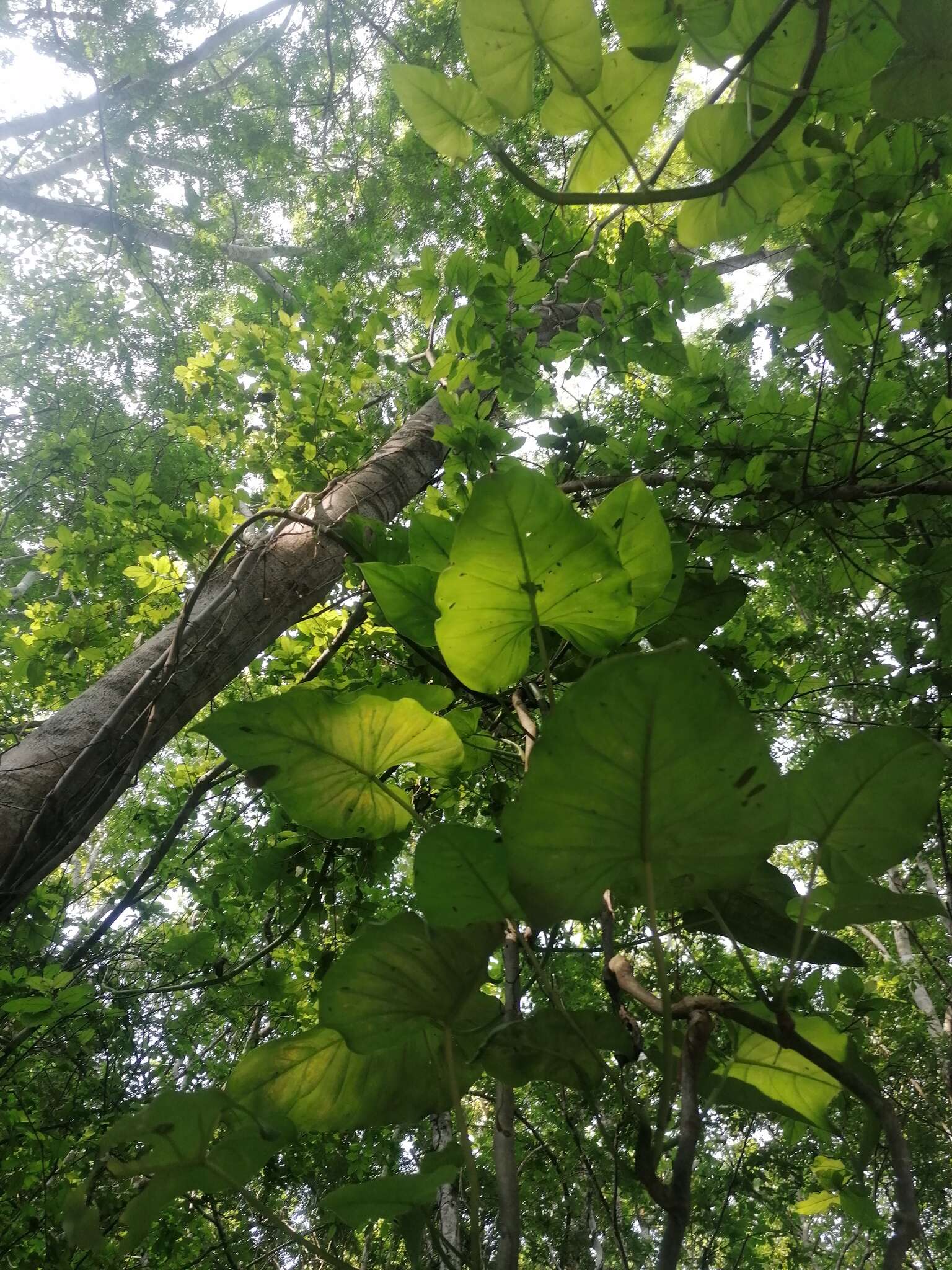 Philodendron jacquinii Schott的圖片