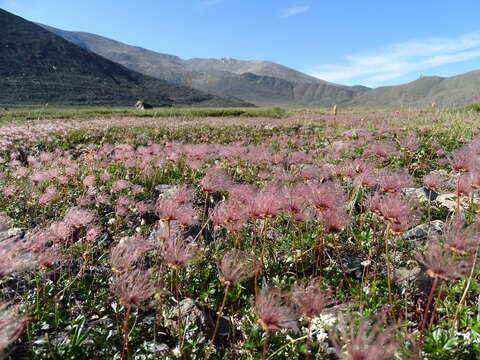 صورة Colurieae