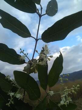 Image of Psychopterys multiflora (Nied.) W. R. Anderson & S. Corso