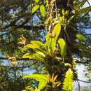 Imagem de Bulbophyllum lobbii subsp. lobbii