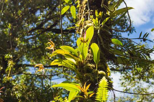 Bulbophyllum lobbii subsp. lobbii的圖片