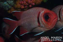 Image of Blacktip Soldierfish