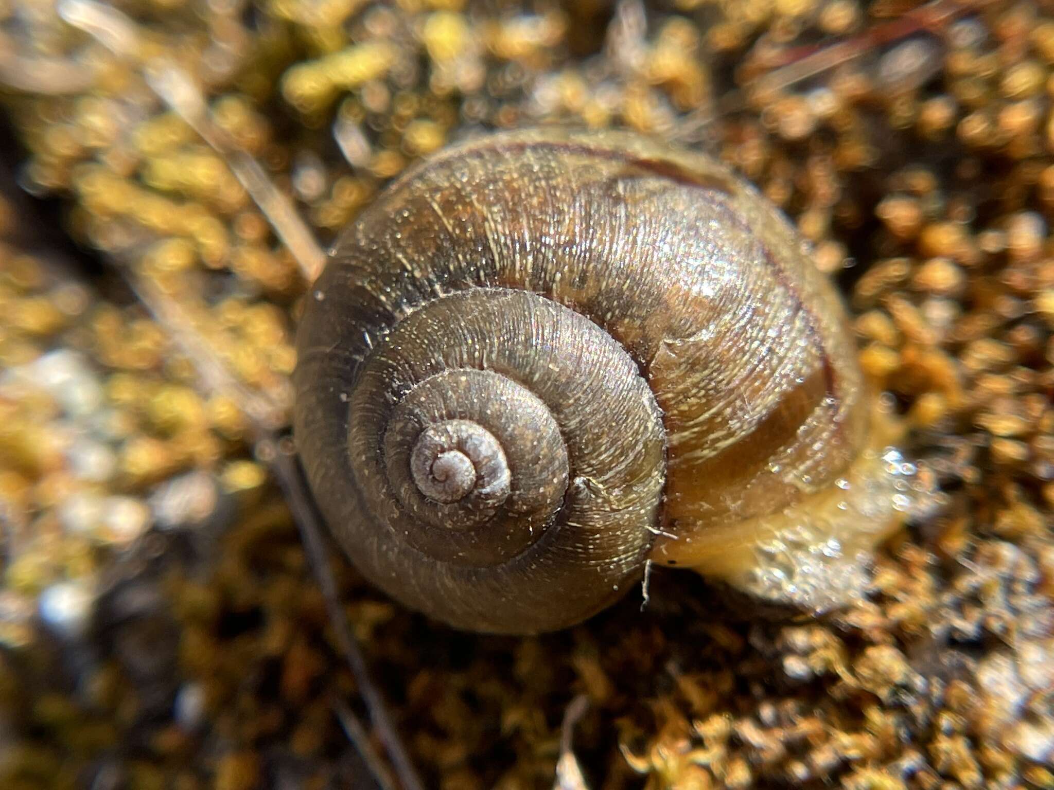 Imagem de <i>Helminthoglypta californiensis</i> (I. Lea 1838)