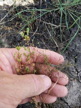 Image of La Plata Sandspurry