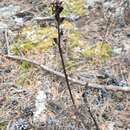 Imagem de Pedicularis rubens Stephan ex Willd.