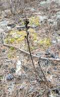 Image of Pedicularis rubens Stephan ex Willd.