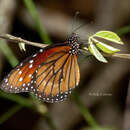 Sivun Danaus (Anosia) eresimus subsp. tethys Forbes 1943 kuva