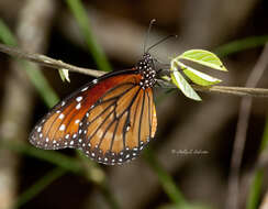 Sivun Danaus (Anosia) eresimus subsp. tethys Forbes 1943 kuva