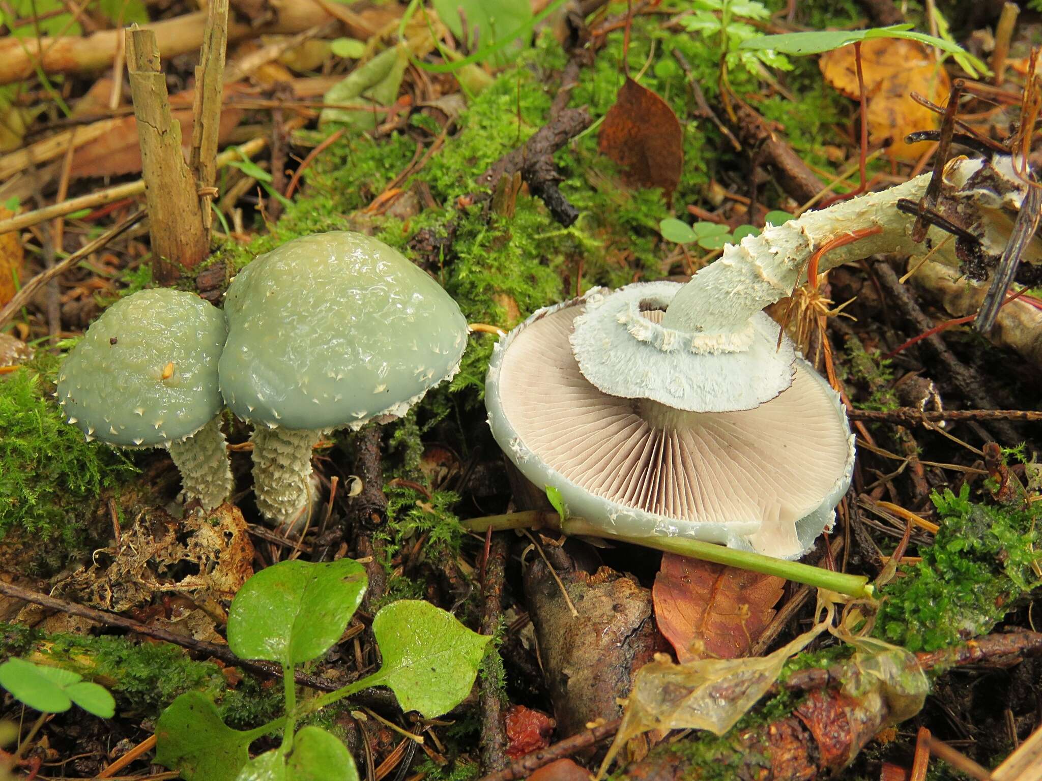 Image of verdigris agaric