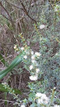 Image of Olearia solandri (Hook. fil.) Hook. fil.