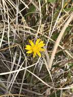 Image of Ash Meadows Gumweed