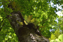 Polypodium fauriei Christ的圖片