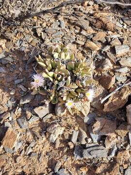 صورة Hartmanthus pergamentaceus (L. Bol.) S. A. Hammer