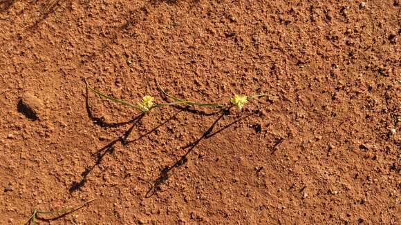 Image of Wurmbea citrina (R. J. Bates) R. J. Bates